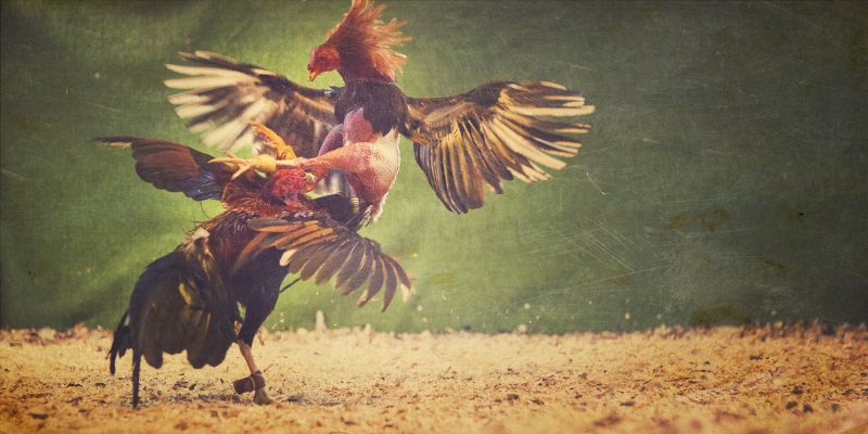 Thuốc gà đá tăng bo là gì?