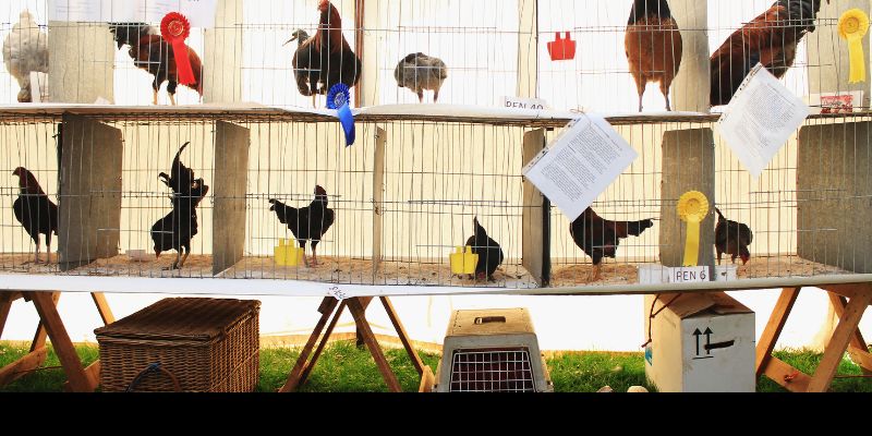 Dựa vào 12 con giáp cũng là bí kíp xem ngày gà đá hay