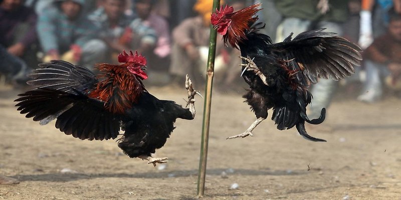 Màu lông có thể giúp cho chiến kê xác định ngày tốt